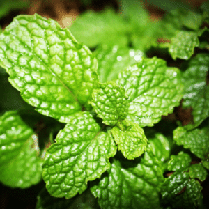 Variedad de plantas medicinales utilizadas para el restablecimiento de la salud en terapias naturales.